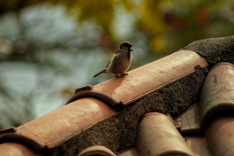 vogel op dak